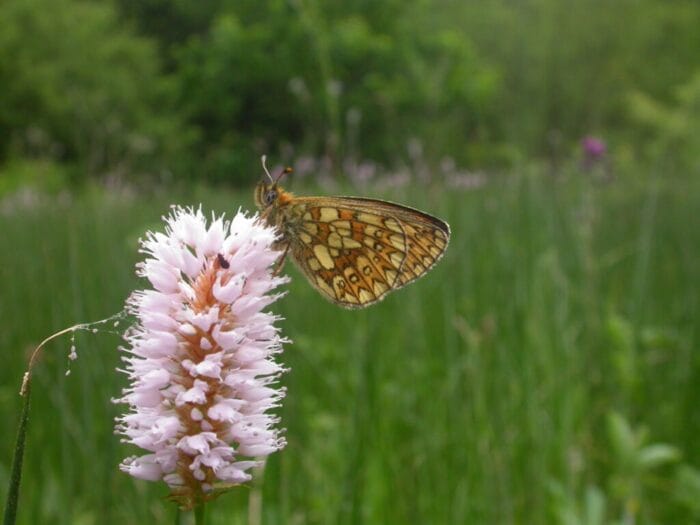 fleur et papillon reserve naturelle Ourthe Orientale