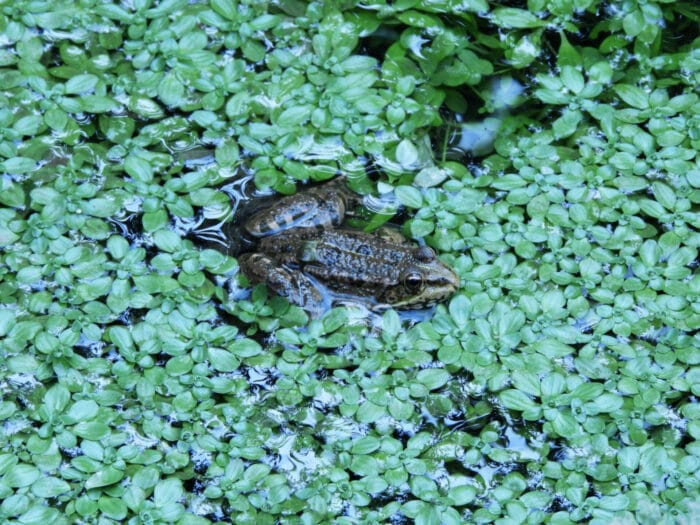 Grenouille-rousse dans l'eau