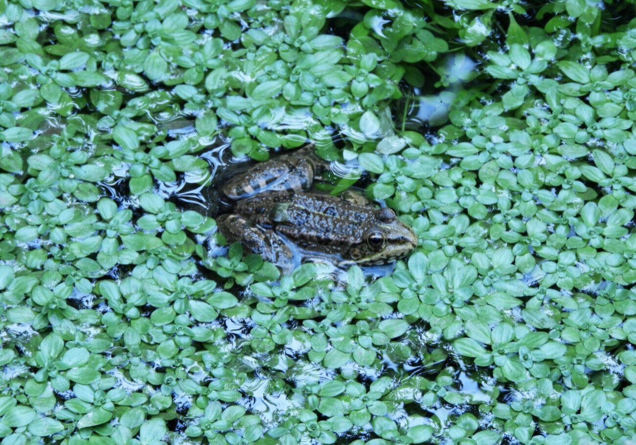 Grenouille-rousse dans l'eau