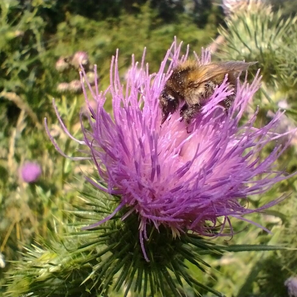 Chardon mauve avec abeille