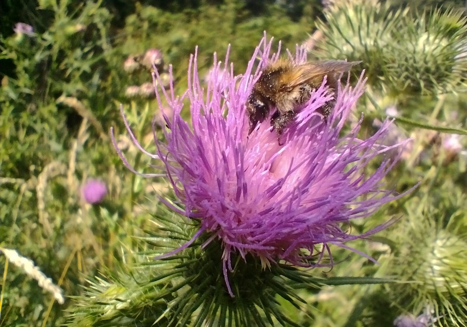 Chardon mauve avec abeille Chardon mauve avec abeille