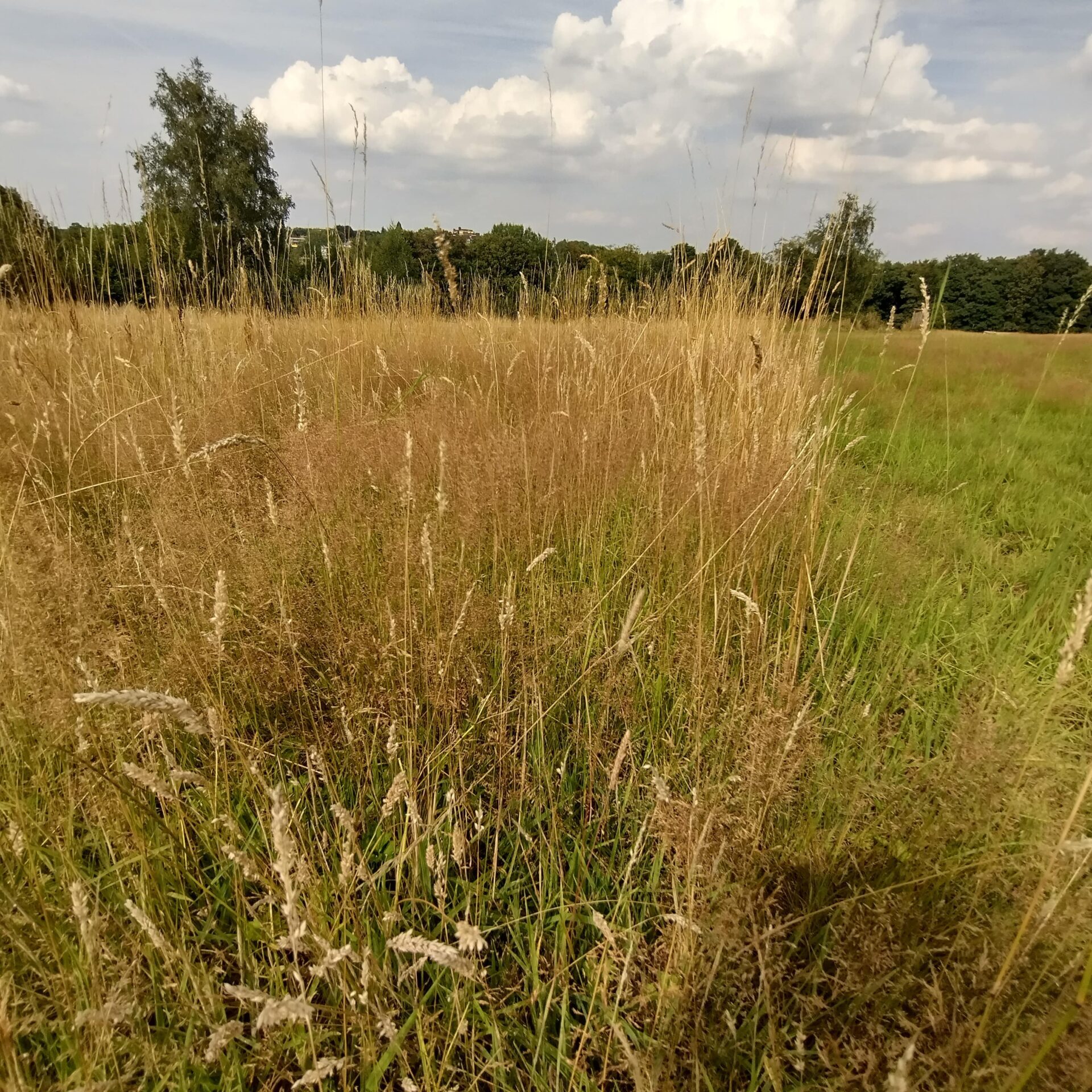 Kauwberg panorama