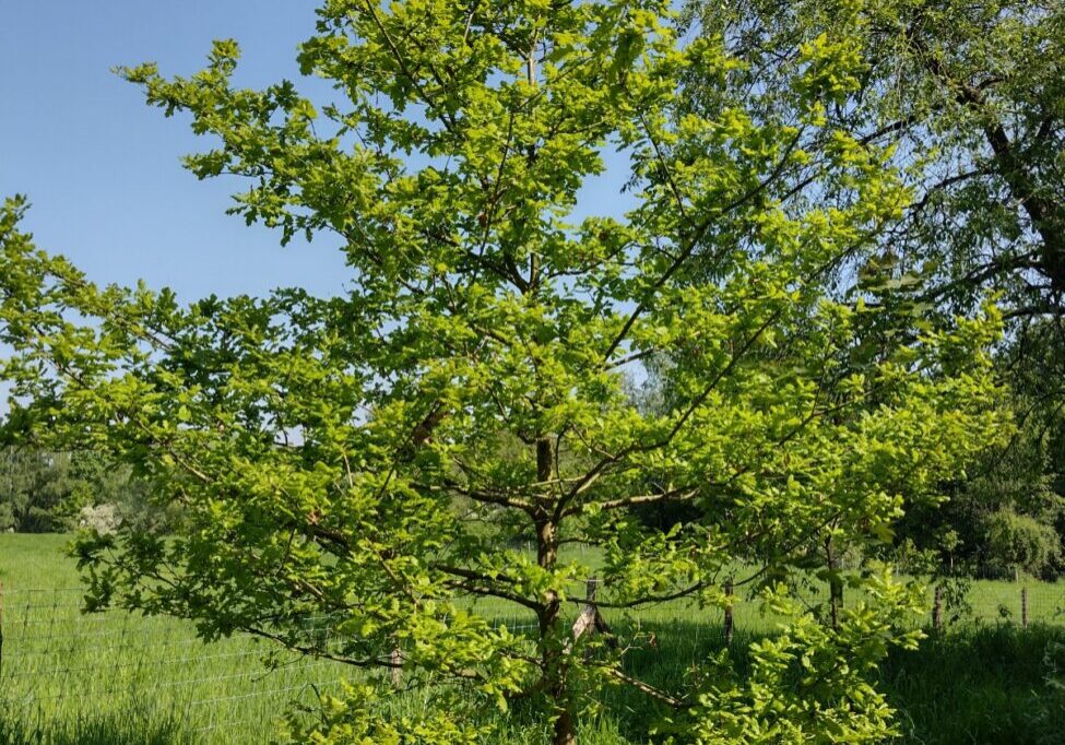 Arbre sur le Kauwberg