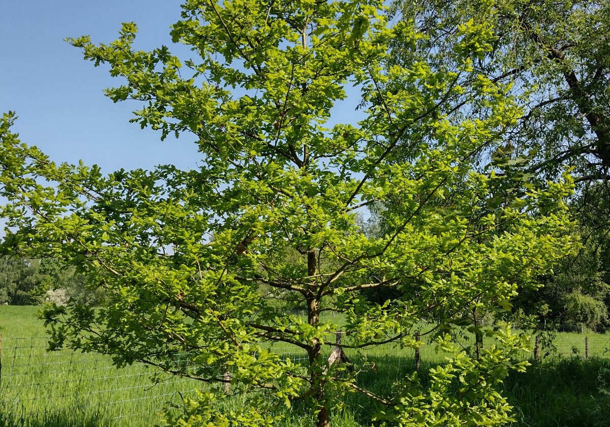 Arbre sur le Kauwberg