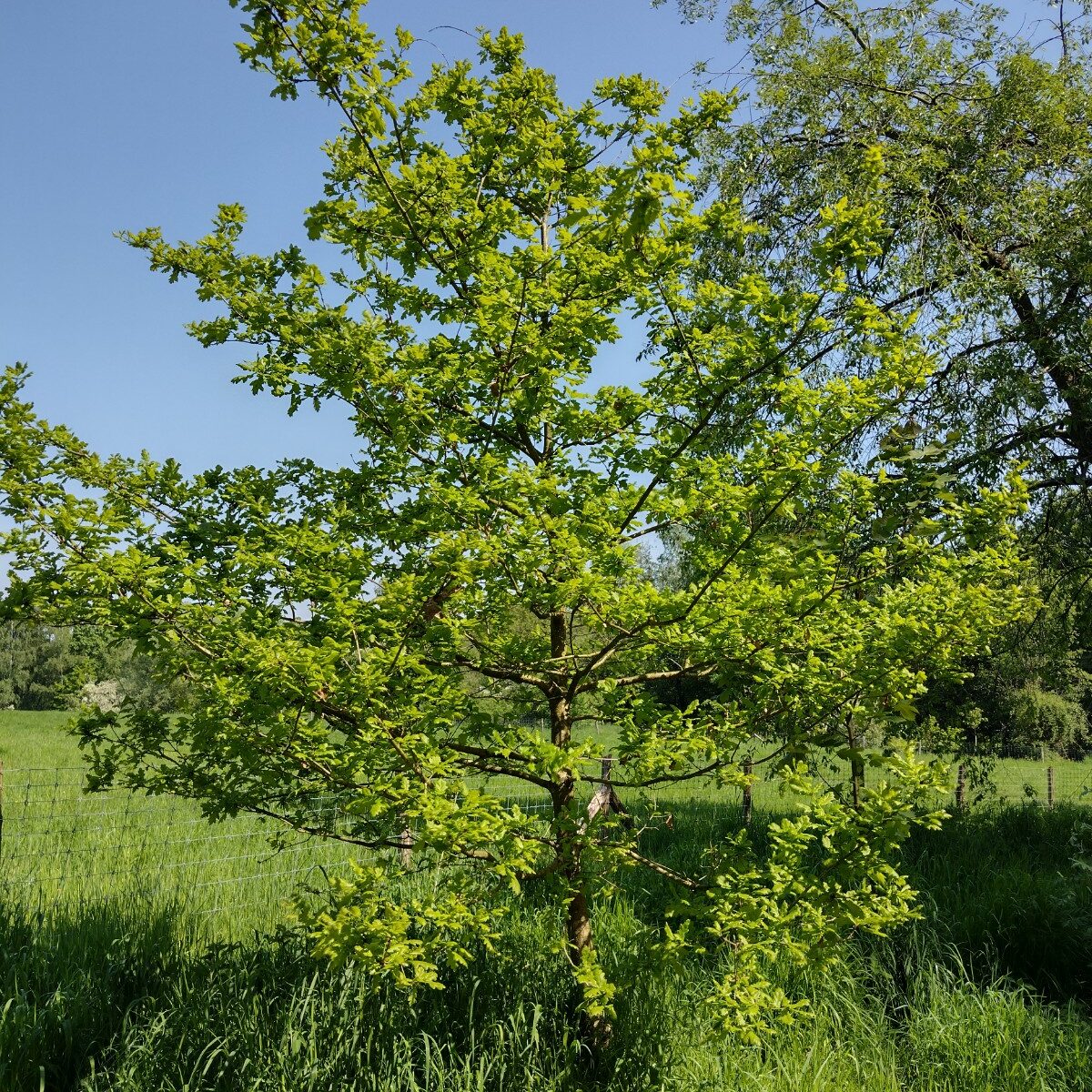 Arbre sur le Kauwberg