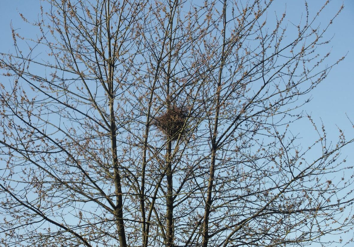 Branches d'arbre et nid